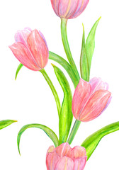 Fototapeta premium nice seamless texture with lovely tulips for your design. watercolor painting
