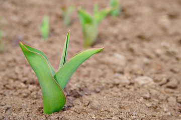 Green shoots of spring tulips close-up