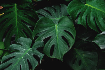 Low key, Green leaves of Monstera plant growing in wild, the tropical forest plant © SasinParaksa