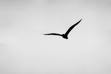 Seagull Sillhouette