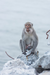 Monkey sitting on the rock watching sea