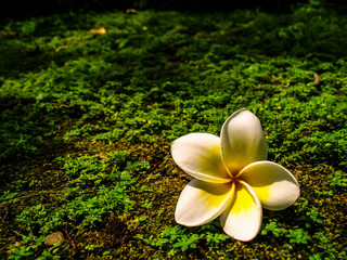 Yellow flower on floor