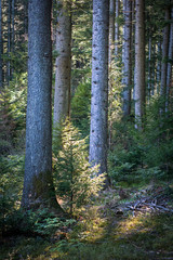 Fragment fir forest in sunlight. forestry in coniferous forest