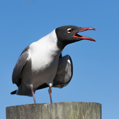 Laughing Gull Cawing, Clearwater, Florida