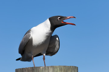 Laughing Gull Cawing, Clearwater, Florida