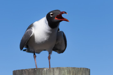 Fototapeta premium Laughing Gull Cawing, Clearwater, Florida