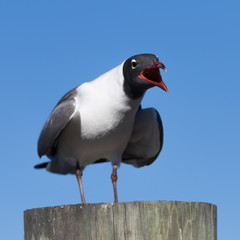 Laughing Gull Cawing, Clearwater, Florida