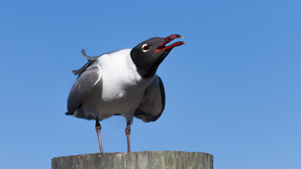 Laughing Gull Cawing, Clearwater, Florida