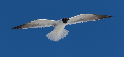 Laughing Gull Flying, Clearwater, Florida