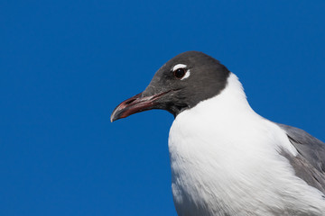 Laughing Gull, Clearwater, Florida