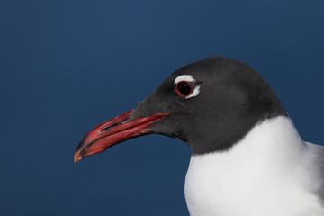 Laughing Gull, Clearwater, Florida
