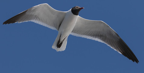 Laughing Gull Flying, Clearwater, Florida