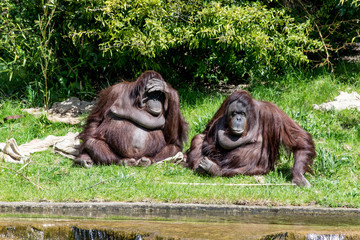 Obraz premium Looking out