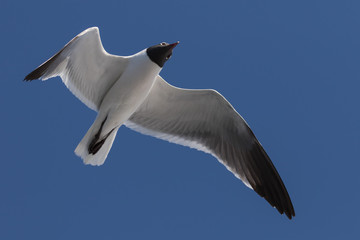 Laughing Gull Flying, Clearwater, Florida