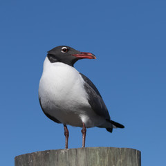 Laughing Gull, Clearwater, Florida