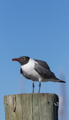 Laughing Gull, Clearwater, Florida