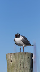 Laughing Gull, Clearwater, Florida