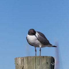 Laughing Gull, Clearwater, Florida