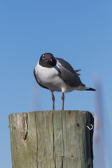 Laughing Gull, Clearwater, Florida