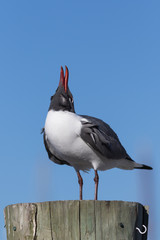 Laughing Gull Cawing, Clearwater, Florida