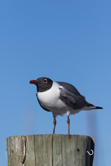 Laughing Gull, Clearwater, Florida