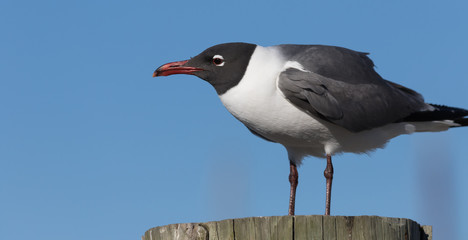 Laughing Gull, Clearwater, Florida