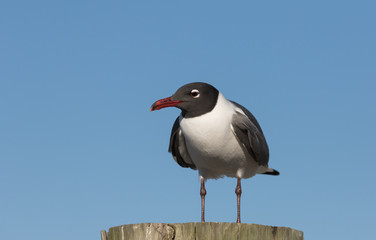 Laughing Gull, Clearwater, Florida