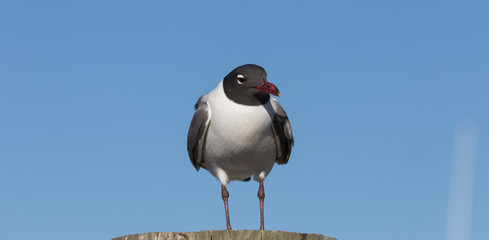 Laughing Gull, Clearwater, Florida - obrazy, fototapety, plakaty