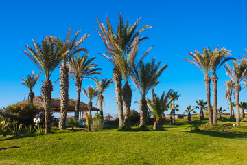 Fototapeta premium palm trees in the tropics