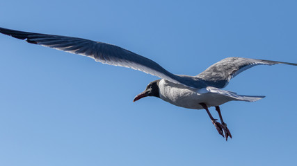 Laughing Gull Flying, Clearwater, Florida