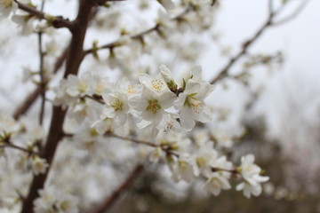 Spring Blossoms in Amdo Tibet Qinghai China Asia