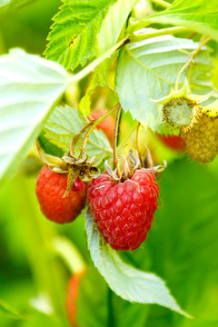 Ripe juicy raspberries in a garden