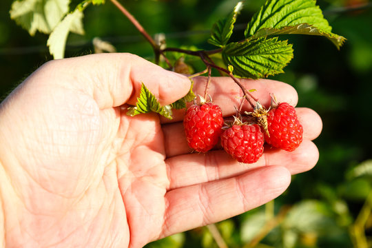 Human hand holding Juicy ripe raspberries in a garden