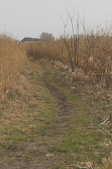 path through the reeds