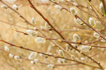 Spring buds