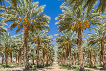 Plantation of date palms with ripening fruits, desert agriculture of fruit palms in the Middle East