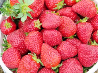 A bucket of freshly picked, ripened, strawberries
