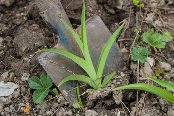 Lily runaway transplant