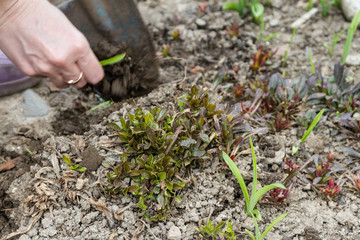 Weed removal in spring