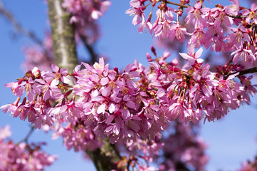 Spring light pink tree prunus campanulata okame in bloom against blue sky