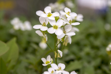 Arabis caucasica ornamental garden white flowers, mountain rock cress in bloom
