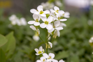 Obraz na płótnie Canvas Arabis caucasica ornamental garden white flowers, mountain rock cress in bloom
