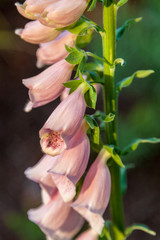 foxglove digitalis flower © Leslie C Saber