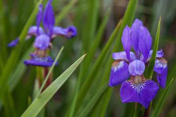 purple iris tectorum