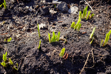 new sprouts in springtime