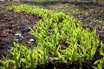 new sprouts in springtime