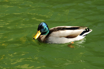 Wild duck in the green water