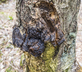 Chaga mushroom
