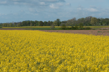 Obraz premium rapeseed oil fields between the moraine hills of Buja. Friuli