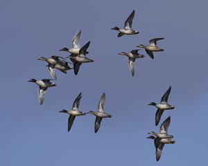 Eurasian teal (Anas crecca)